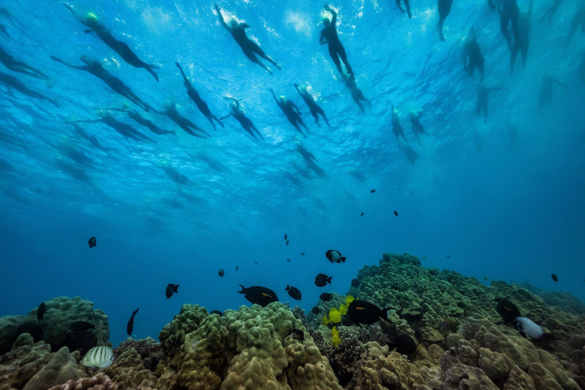 In The Deep Blue Sea Image