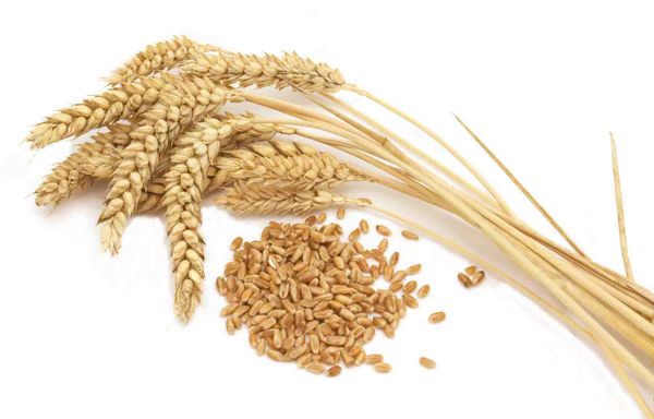 Coeliac Disease: The simple (but important) facts to help your training and racing